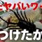 こんなの釣れるに決まってるじゃん…春、夏、秋、オールシーズン使えて尚且つ釣れる高比重ワーム「バス釣り」「釣り方」「スモールマウスバス」「秋」