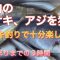 秋のサビキ釣り。湾内の美味しい魚を狙う