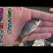 【魚釣りLive】爽やかな秋の小物釣り【ツイキャス同時配信】