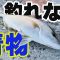 【釣り】釣れない青物が、同行者はよう釣らす笑　　　夏終わりくらの久々の釣行動画です。　 #天草釣り #熊本釣り  #fishing