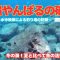 【沖縄釣り】撮影初期の場所！夏と比べてやっぱり活性は低い⁉︎【水中映像】