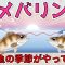 【春メバリング】春メバルの特徴と釣り方【Update版】