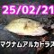 【バス釣り】春バスはこうやってストロングに釣るんだよ！😏知らんけど。バスはもう春。ルームズ・マグナムアルカトラズ 年中これだけで釣れる🙄笑  25/02/21 マグナムクランク