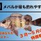 【メバル】春はメバルが釣りやすい！？3月〜5月のメバルの特徴！！