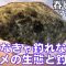 春ヒラメ完全攻略‼︎超簡単に釣れるようになるポイント8選