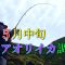 大分 春アオリイカ調査