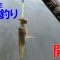 ハゼ釣り開幕、2025年もハゼの季節になりました