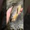 春、パックロッドでマス釣り