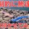 アジング春。回遊アジ達はここに居つきやすい！渋い時に音で誘って見ると