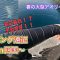 【春アオリ】春の大型アオリイカを狙ってエギング遠征！連発!! #エギング #春イカ #アオリイカ