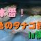 春本番！虹色のタナゴ釣りin横浜