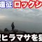春深まる4月の地磯に大型ヒラマサを求めてロックショア。【ヒラマサ】【ロックショア】
