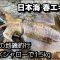 日本海春エギング 時化前の地磯釣行 エギ王Kシャローで1.5kg 2025年5月