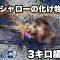 春イカ自己記録更新！！堤防から信頼のエギで特大アオリイカを引きずり出した！