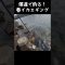 開始1投目で春アオリ⁉️ #春イカ #エギング