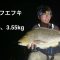 釣り味最高‼️夏の西伊豆地磯のブッコミ釣り。