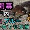 【エギング】瀬戸内海（岡山）で連発！とにかくイカを釣りたきゃ◯◯を攻めろ！明日からできる激渋の春（瀬戸内海）でも超簡単に釣れる方法！