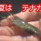 暑い夏はテナガエビ釣りですね～