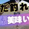 【新潟釣り】美味い魚鯵鯖が釣れる！【夏でも釣れる！まだまだ釣れる！】