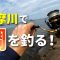 夏の多摩川で釣り調査!デキハゼだけじゃなくまさかの鯛まで!?【ソラムナード羽田緑地】
