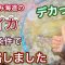 【夏エギング】出た！しまなみ団史上最大アオリ！！先輩に教えてもらった条件が最適解だったようです