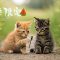 子猫と子犬、釣りにお祭りに花火まで！夏満喫旅