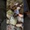夏の伊豆　渓流釣り　アマゴ