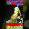 【夏イカ】エギングＤｅキロアップ #エギング #釣り #アオリイカ