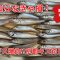 【キス釣り】夏の砂浜で数釣りを楽しむ～京都　日本海～　＃キス釣り