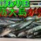 【周防大島釣り】夏の終盤は伊保田港が熱い！アジ・サバ・イワシ大爆釣！！