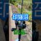 【印旛沼・江川】夏の日中にひたすら撃つ！女神が微笑むかな？w #shorts #印旛沼バス釣り #バス釣り