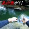 夏の清流で魚を釣りまくる！！！