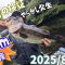 【豊英ダム】8月2週 夏の虫パターンで釣りしたらある意味事故った！