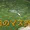 まだまだ暑い祝日のマス釣り！　少年の楽しい夏！