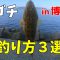 【福岡堤防釣り】博多湾内で夏のマゴチを調査した結果！