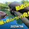 最後の醒井で夏の釣り方のノウハウを発見したんだが！？ もう来れそうにないので教えちゃうぞ！！