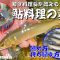 鮎釣り師必見！和食料理長がやっている【簡単で美味くなる】鮎の締め方と持ち帰り方〜串打ち&料理方法