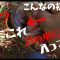 （鶴見川実釣）夏は流れを意識してトップウォーターで誘う釣り！