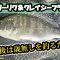 【チニング】数釣りの夏！？大物の夏！？【山陰】