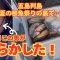 夏の根魚祭り！のはずが…本当の主役は別に！衝撃のラストが待っていた！