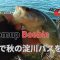 【淀川バス釣り!】ボトムアップ ビーブルで秋の淀川バスを釣る!