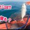 【青森県釣り】浅虫沖にて！まだまだ夏の海です🌊
