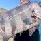 【すごい】堤防から大きな魚が釣れちゃった夏