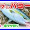 水面炸裂!!ロックショア春マサ③in島根2025★青物ハンターへの道vol.33★#ヒラマサ #ショアジギング #プラッキング #プラッギング