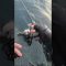 ティップラン中にまさかのゲスト登場！？🐟[鈴清丸] #ティップラン #アオリイカ #剣崎沖 #鈴清丸 #ツヨシの春夏秋冬