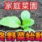 160-【家庭菜園】暑かった夏を乗り越えて、冬野菜始動