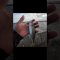 秋のアジ釣り🎣　#海釣り #アジ釣り #fishing